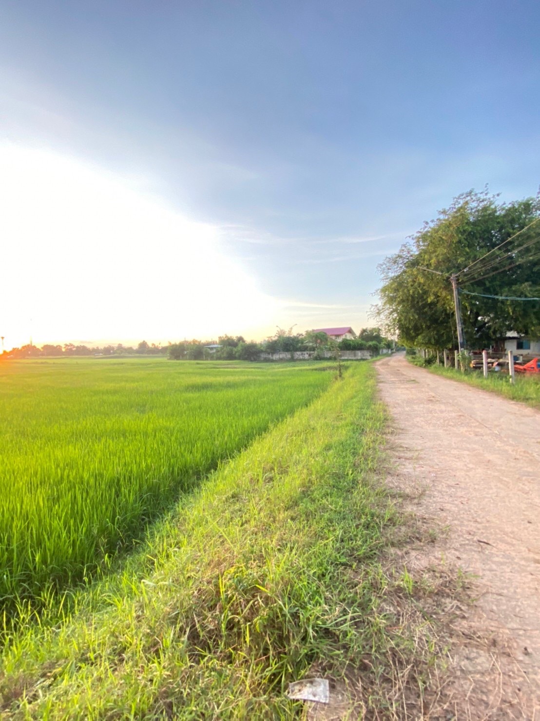 ขายที่ดิน 50ไร่ บ้านแสลงพัน ที่ดินสวยทำเลดีติดถนน จังหวัดบุรีรัมย์