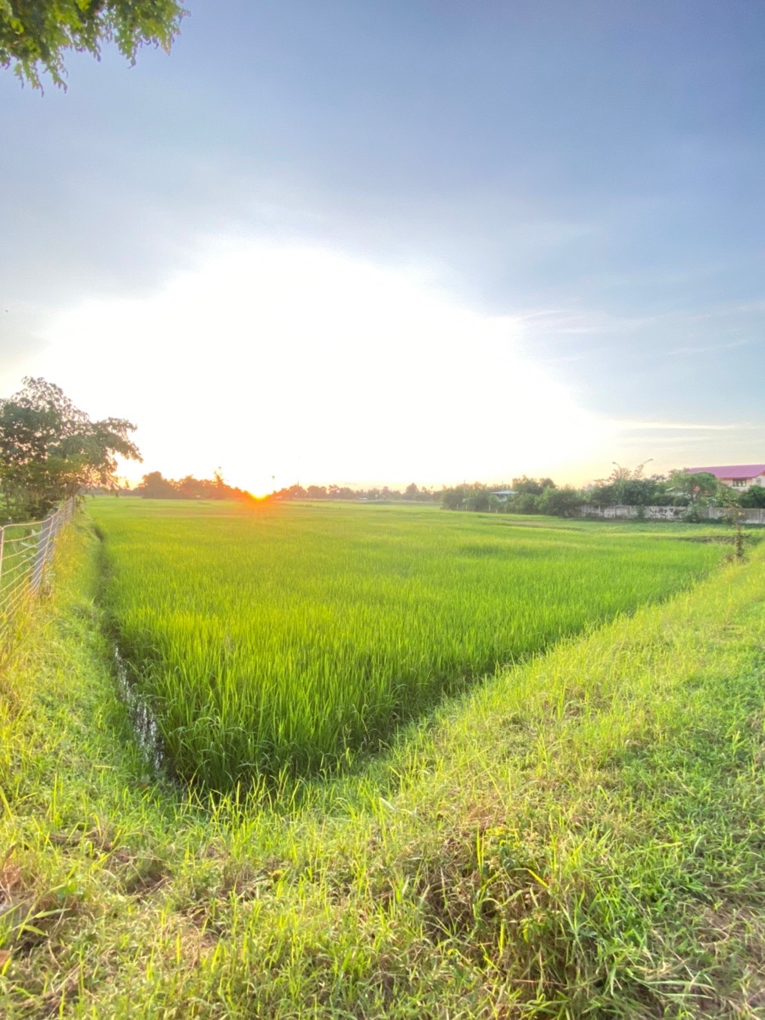 ขายที่ดิน 50ไร่ บ้านแสลงพัน ที่ดินสวยทำเลดีติดถนน จังหวัดบุรีรัมย์
