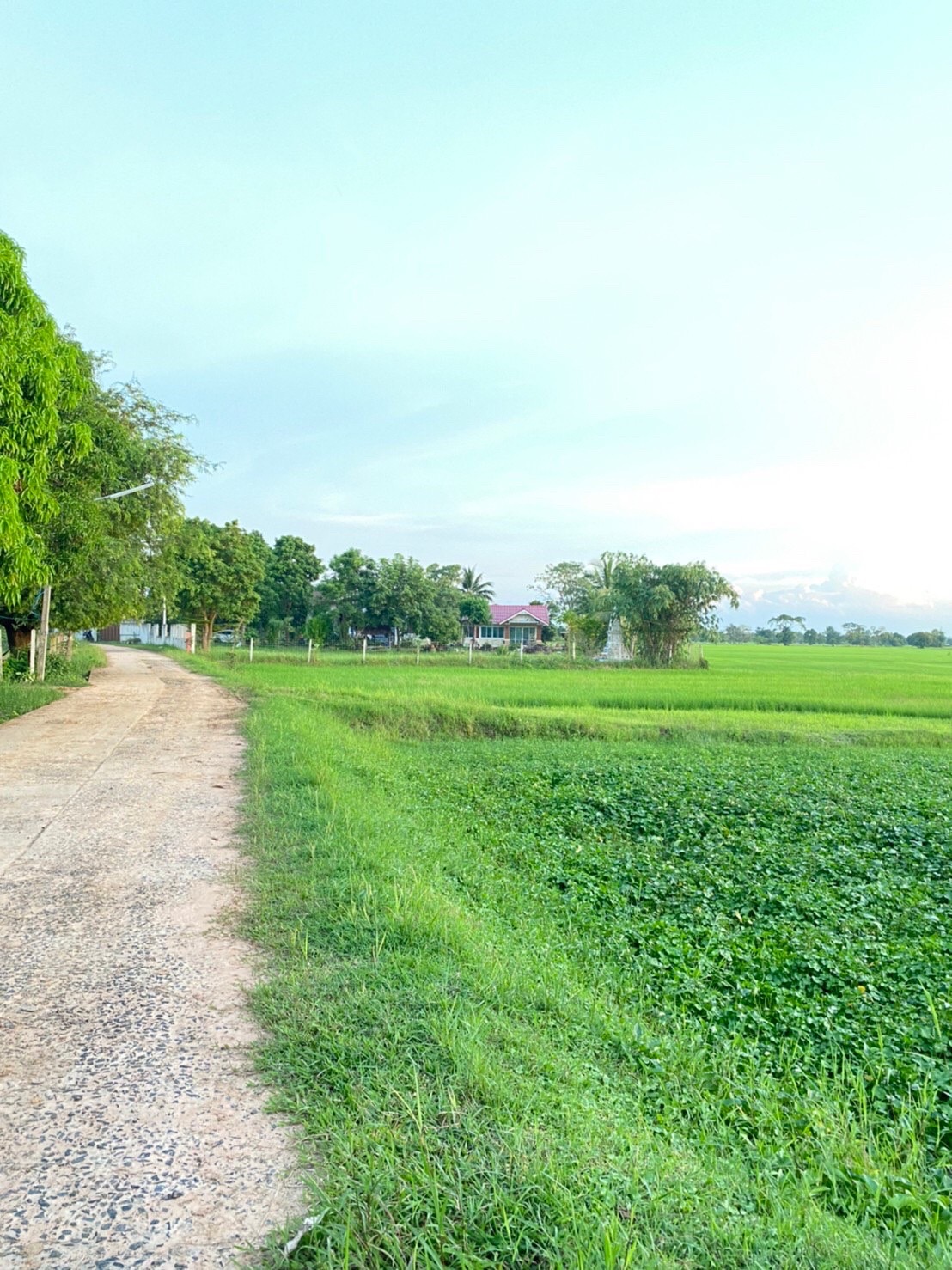 ขายที่ดิน 50ไร่ บ้านแสลงพัน ที่ดินสวยทำเลดีติดถนน จังหวัดบุรีรัมย์
