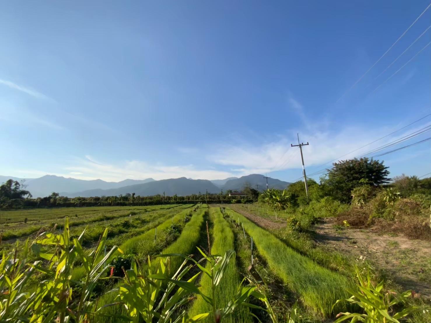 ขายที่ดิน วิวอ่างขาง 180 องศา ติดถนนสายหลักขึ้นดอยอ่างขาง ตำบลแม่งอน อำเภอฝาง จังหวัดเชียงใหม่