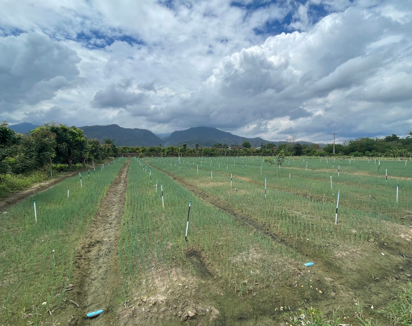 ขายที่ดิน วิวอ่างขาง 180 องศา ติดถนนสายหลักขึ้นดอยอ่างขาง ตำบลแม่งอน อำเภอฝาง จังหวัดเชียงใหม่