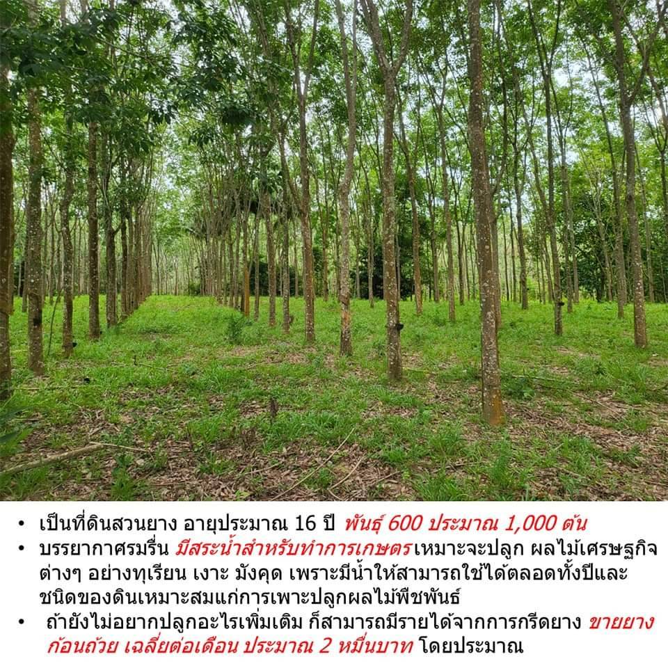 ขายถูกมากที่ดินสวนยาง ติดเชิงเขาเหมาะสำหรับสร้างรีสอร์ท จัดสรร เหมาะปลูกผลไม้ มีแหล่งน้ำ บรรยากาศดี  จ.จันทบุรี 