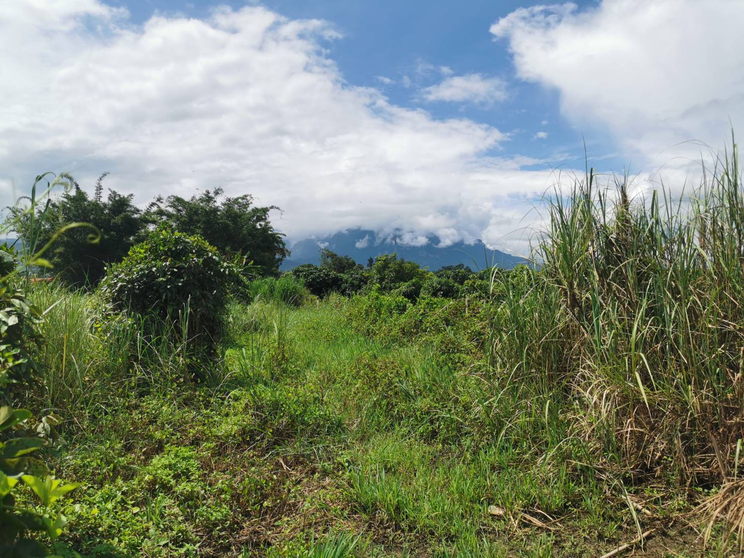 แนะนำที่ดินแปลงสวย เอกสารโฉนด 2ไร่2งาน60วา มองเห็นวิวดอย และชายทุ่ง ธรรมชาติ ทำเลดี ห่างถนนสายหลัก เส้นเชียงใหม่-เชียงดาวเพียง 250 เมตรเท่านั้น 