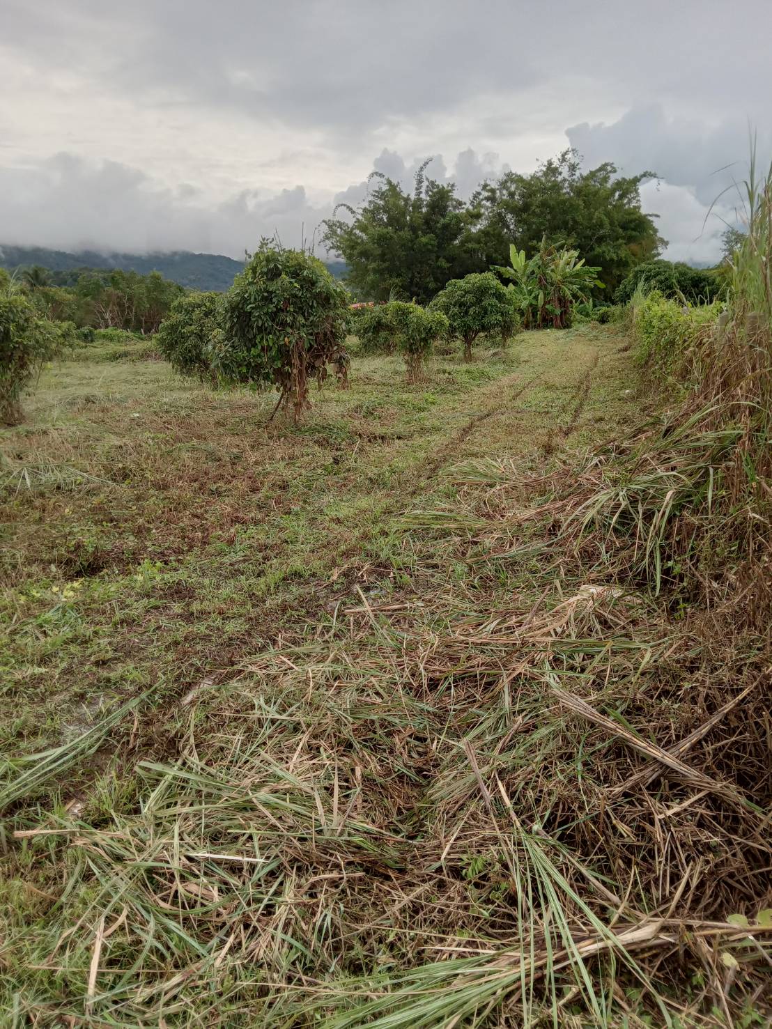 แนะนำที่ดินแปลงสวย เอกสารโฉนด 2ไร่2งาน60วา มองเห็นวิวดอย และชายทุ่ง ธรรมชาติ ทำเลดี ห่างถนนสายหลัก เส้นเชียงใหม่-เชียงดาวเพียง 250 เมตรเท่านั้น 