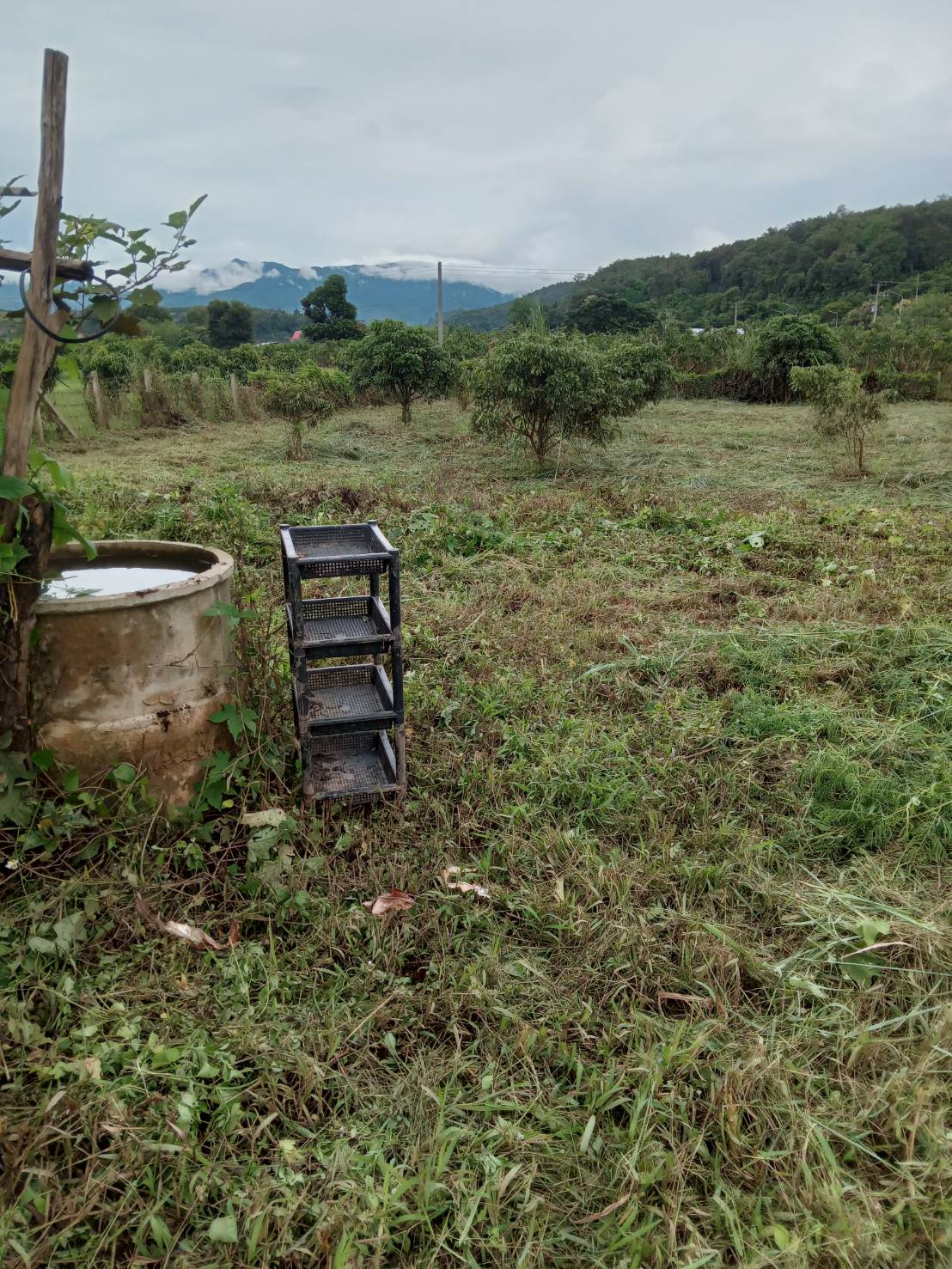 แนะนำที่ดินแปลงสวย เอกสารโฉนด 2ไร่2งาน60วา มองเห็นวิวดอย และชายทุ่ง ธรรมชาติ ทำเลดี ห่างถนนสายหลัก เส้นเชียงใหม่-เชียงดาวเพียง 250 เมตรเท่านั้น 