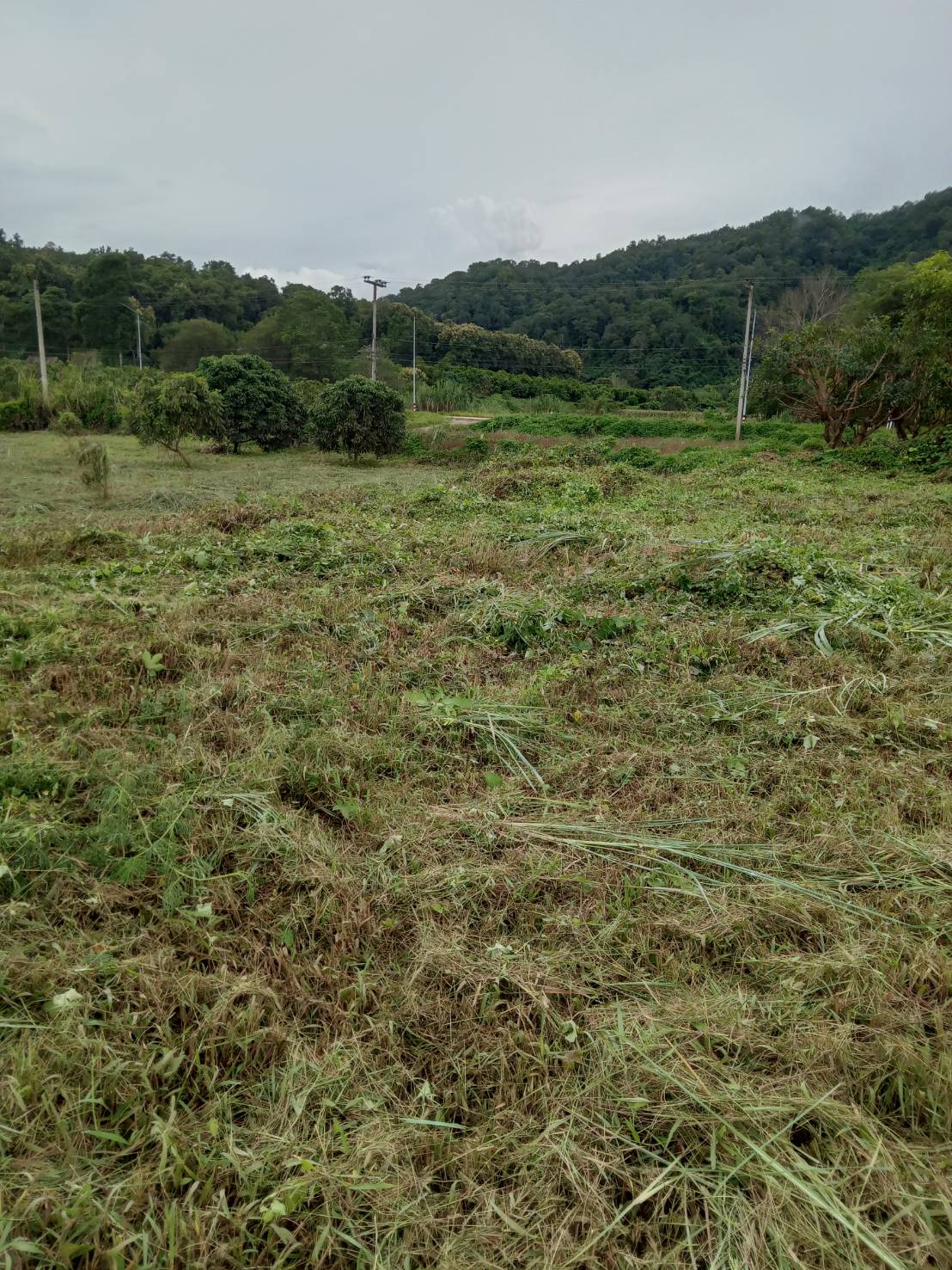 แนะนำที่ดินแปลงสวย เอกสารโฉนด 2ไร่2งาน60วา มองเห็นวิวดอย และชายทุ่ง ธรรมชาติ ทำเลดี ห่างถนนสายหลัก เส้นเชียงใหม่-เชียงดาวเพียง 250 เมตรเท่านั้น 