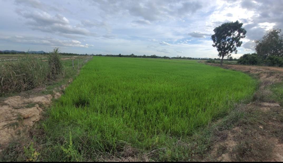 ขายด่วน ที่ดินแปลงสวย ทำเลดี ใกล้ถนนใหญ่ อำเภอทุ่งเสลี่ยม จังหวัดสุโขทัย