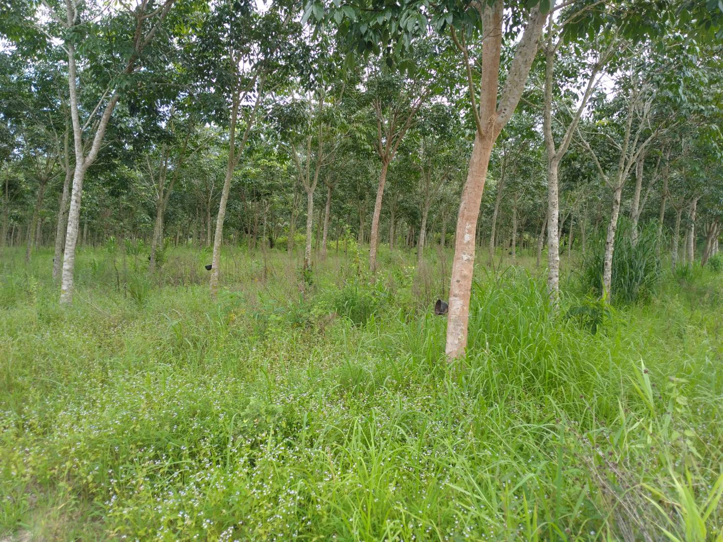 ขายที่ดิน 22-3-61 THB3,435,375 ขอนยูง, กุดจับ, อุดรธานี