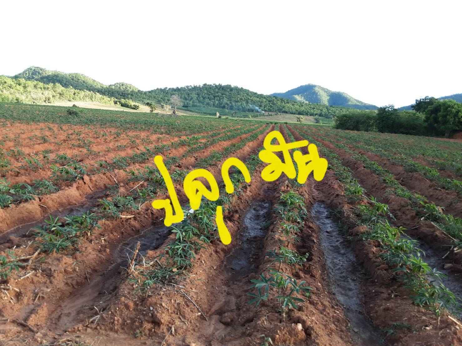 ขายที่ดิน 111-0-0 THB13,875,000 ต.แก่งเสี้ยน, อ.เมือง, จ.กาญจนบุรี