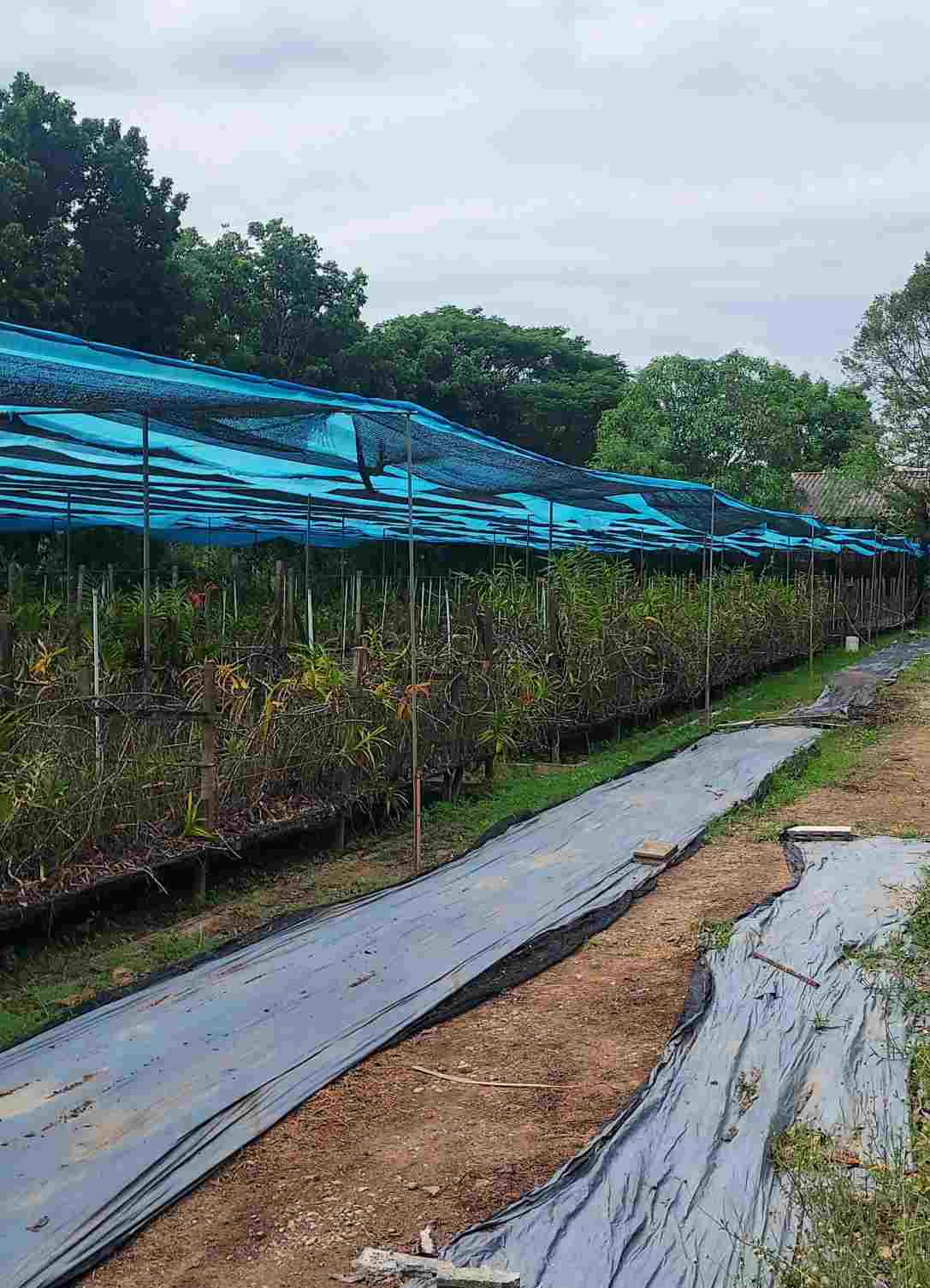 ขายที่ดิน พร้อมสิ่งปลูกสร้าง ทำเลดี ใกล้วัดโพธิ์เงิน อำเภออู่ทอง จังหวัด สุพรรณบุรี