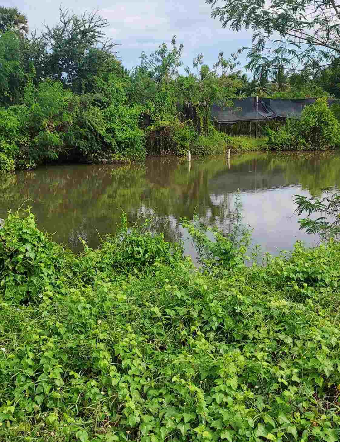 ขายที่ดิน พร้อมสิ่งปลูกสร้าง ทำเลดี ใกล้วัดโพธิ์เงิน อำเภออู่ทอง จังหวัด สุพรรณบุรี