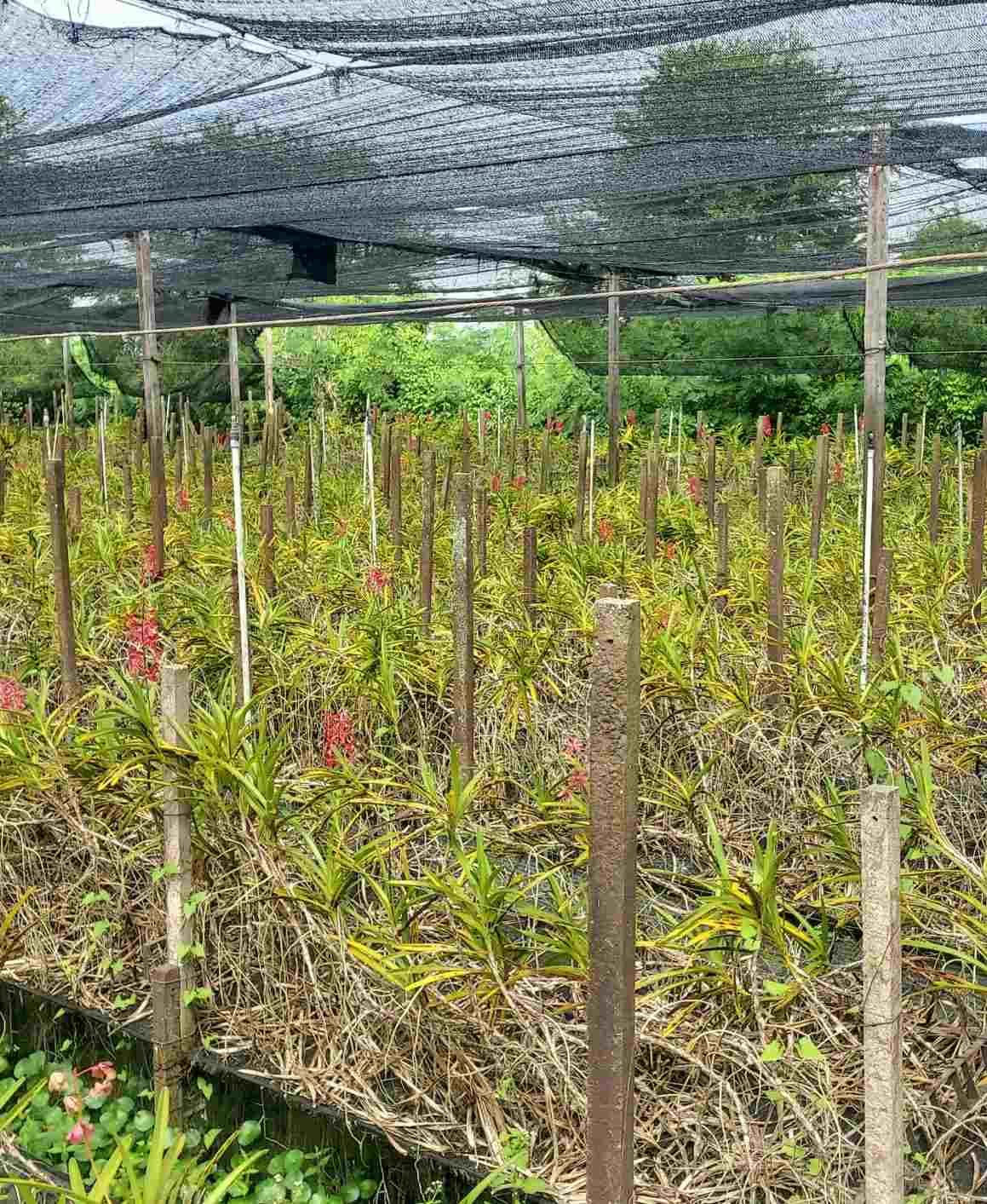 ขายที่ดิน พร้อมสิ่งปลูกสร้าง ทำเลดี ใกล้วัดโพธิ์เงิน อำเภออู่ทอง จังหวัด สุพรรณบุรี