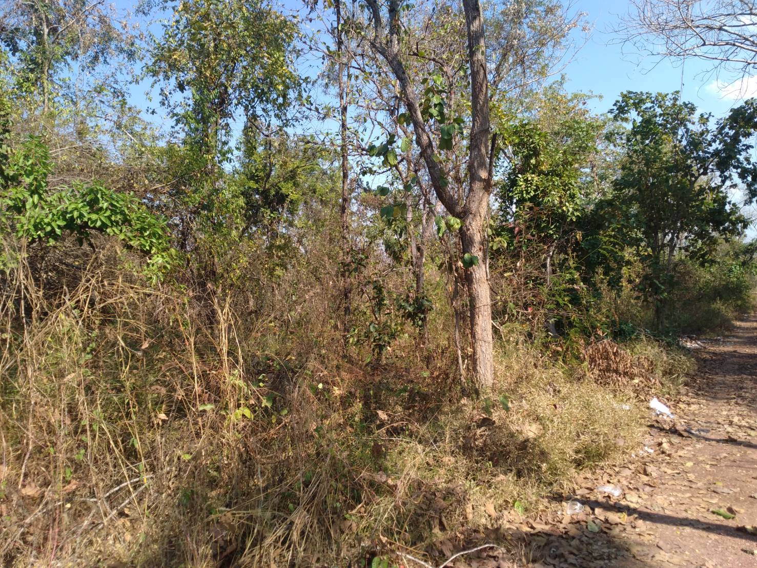ขายที่ดิน 12-3-40 THB4,000,000 พระธาตุบังพวน, เมือง, หนองคาย