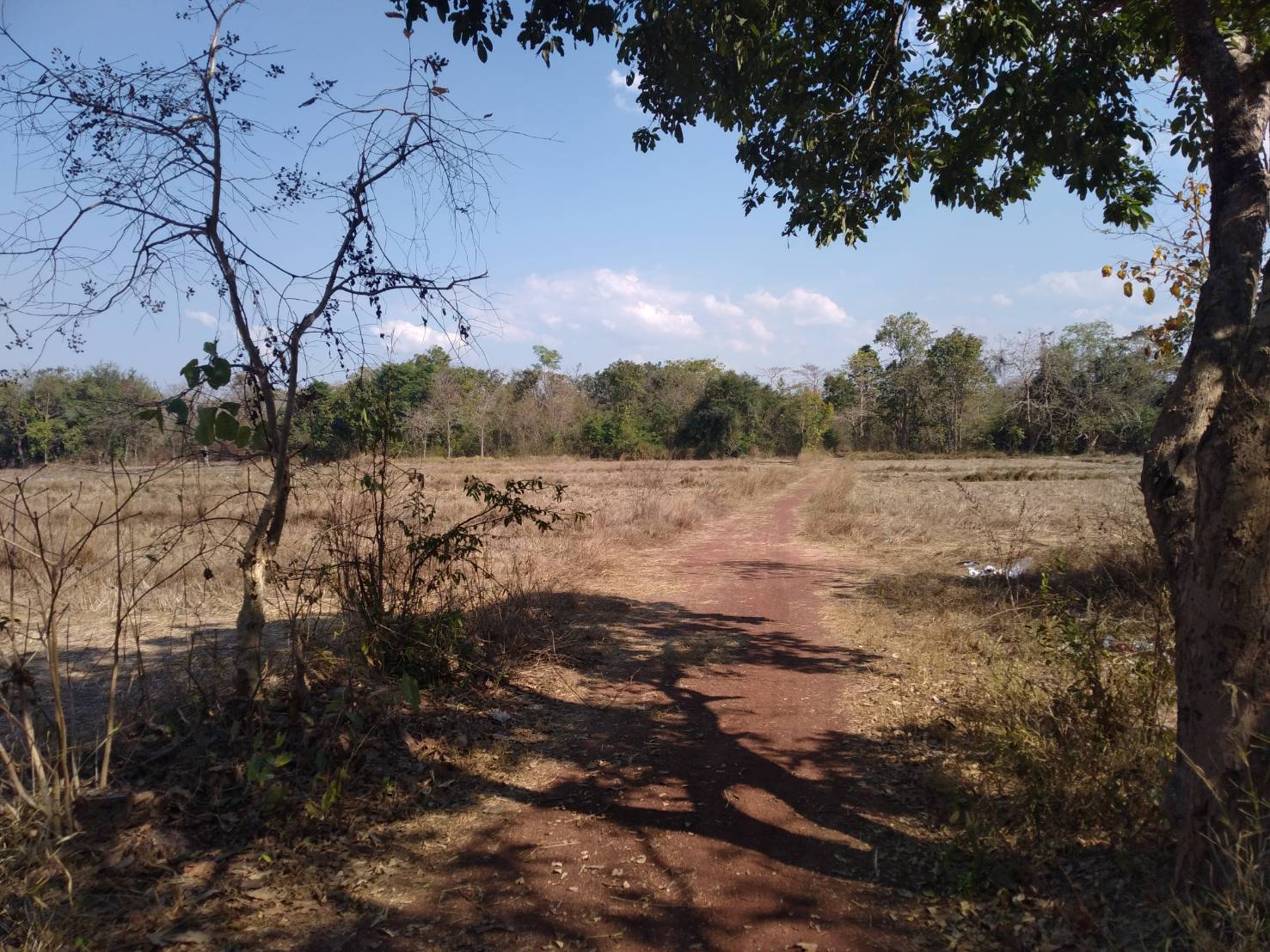 ขายที่ดิน 12-3-40 THB4,000,000 พระธาตุบังพวน, เมือง, หนองคาย