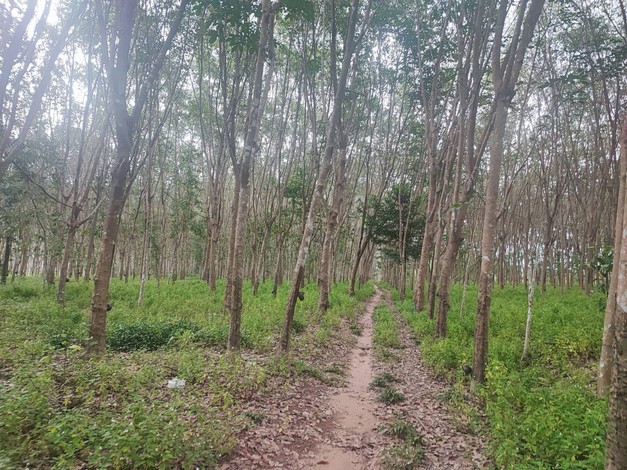 ขายด่วน ที่ดินสวนยางแปลงสวย ทำเลดี ราคาถูก อ.บ้านนาสาร จ.สุราษฏร์ธานี เจ้าของขายเอง
