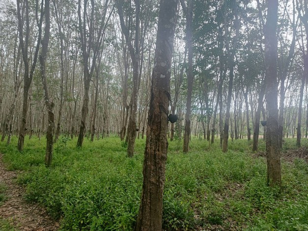 ขายด่วน ที่ดินสวนยางแปลงสวย ทำเลดี ราคาถูก อ.บ้านนาสาร จ.สุราษฏร์ธานี เจ้าของขายเอง