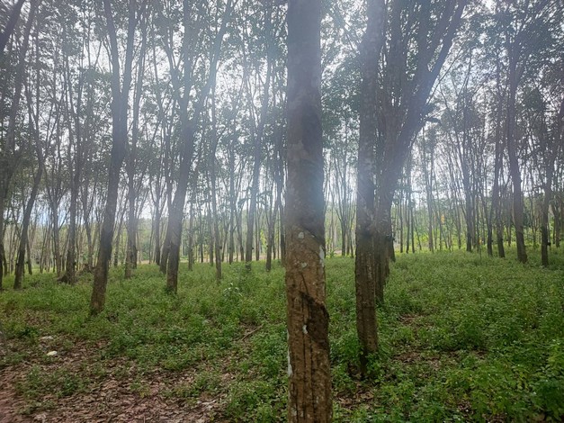 ขายด่วน ที่ดินสวนยางแปลงสวย ทำเลดี ราคาถูก อ.บ้านนาสาร จ.สุราษฏร์ธานี เจ้าของขายเอง