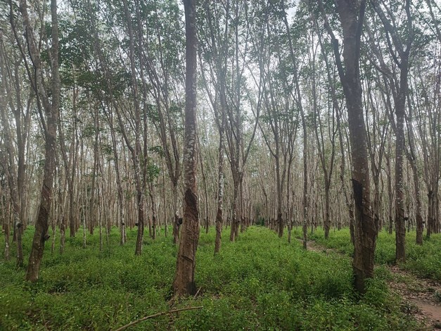 ขายด่วน ที่ดินสวนยางแปลงสวย ทำเลดี ราคาถูก อ.บ้านนาสาร จ.สุราษฏร์ธานี เจ้าของขายเอง