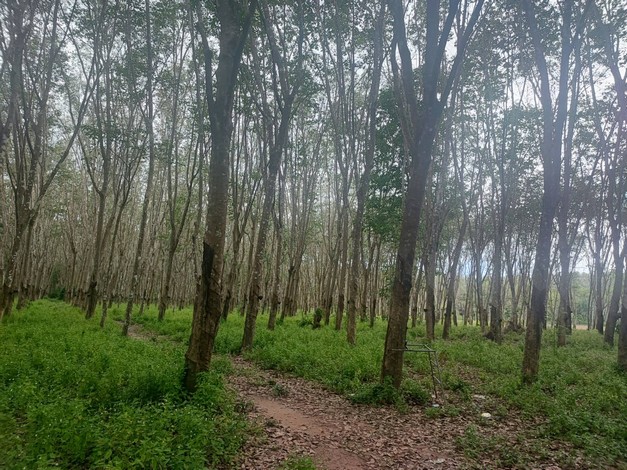 ขายด่วน ที่ดินสวนยางแปลงสวย ทำเลดี ราคาถูก อ.บ้านนาสาร จ.สุราษฏร์ธานี เจ้าของขายเอง