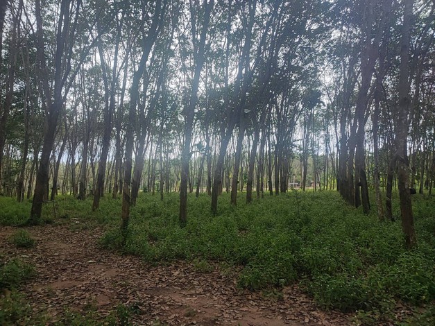 ขายด่วน ที่ดินสวนยางแปลงสวย ทำเลดี ราคาถูก อ.บ้านนาสาร จ.สุราษฏร์ธานี เจ้าของขายเอง