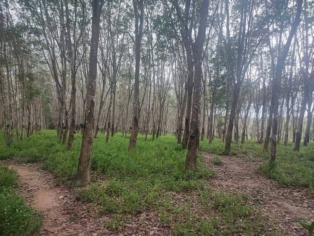 ขายด่วน ที่ดินสวนยางแปลงสวย ทำเลดี ราคาถูก อ.บ้านนาสาร จ.สุราษฏร์ธานี เจ้าของขายเอง