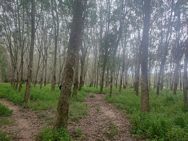 ขายด่วน ที่ดินสวนยางแปลงสวย ทำเลดี ราคาถูก อ.บ้านนาสาร จ.สุราษฏร์ธานี เจ้าของขายเอง