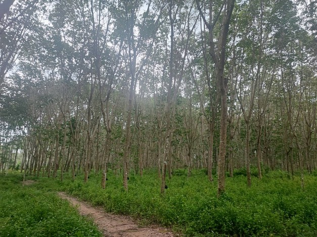 ขายด่วน ที่ดินสวนยางแปลงสวย ทำเลดี ราคาถูก อ.บ้านนาสาร จ.สุราษฏร์ธานี เจ้าของขายเอง