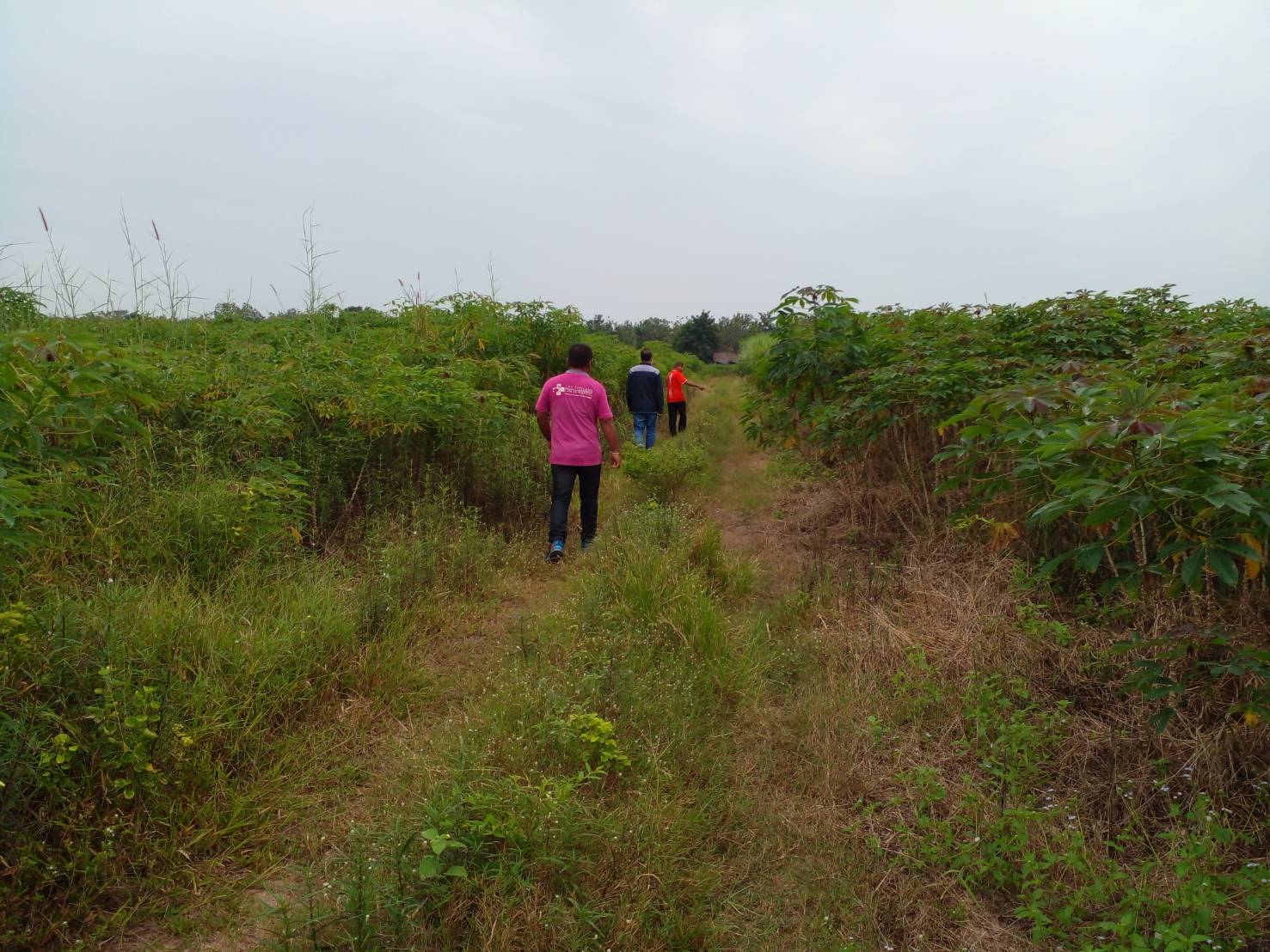 ขายที่ดิน 33-1-37 THB5,501,512 หนองไผ่ หนองหาน อุดรธานี