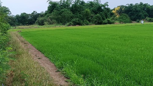 ขาย ที่ดินด่วน วิวหนองน้ำสามด้าน 9 ไร่ เมือง นครปฐม