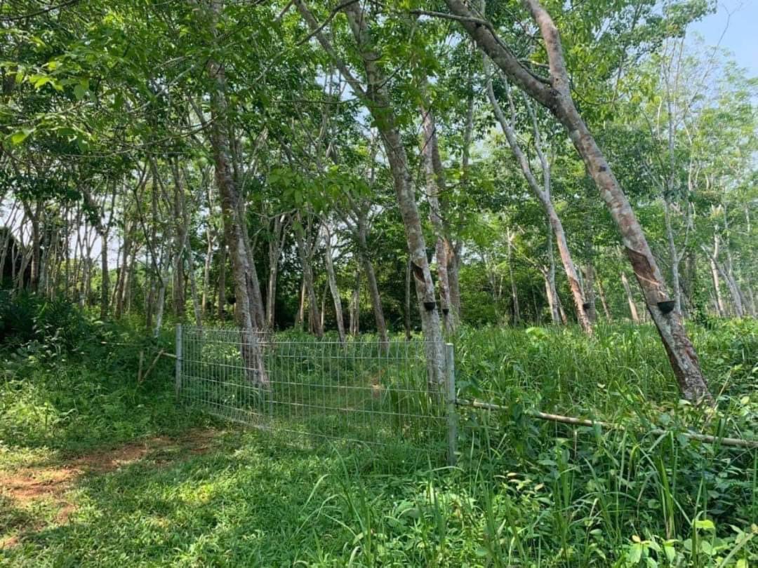 ขายที่ดินติดลำคลอง พายคายัค ชื่อดังย่านหาดอ่าวนาง