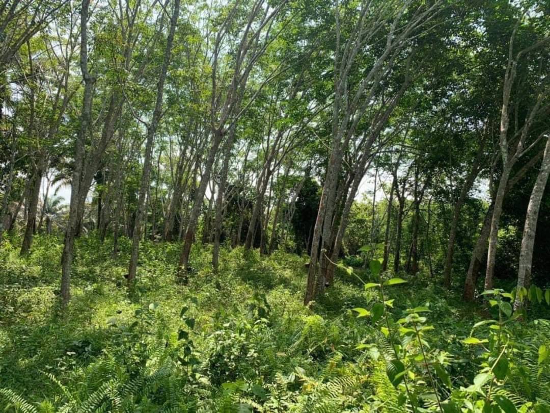 ขายที่ดินติดลำคลอง พายคายัค ชื่อดังย่านหาดอ่าวนาง