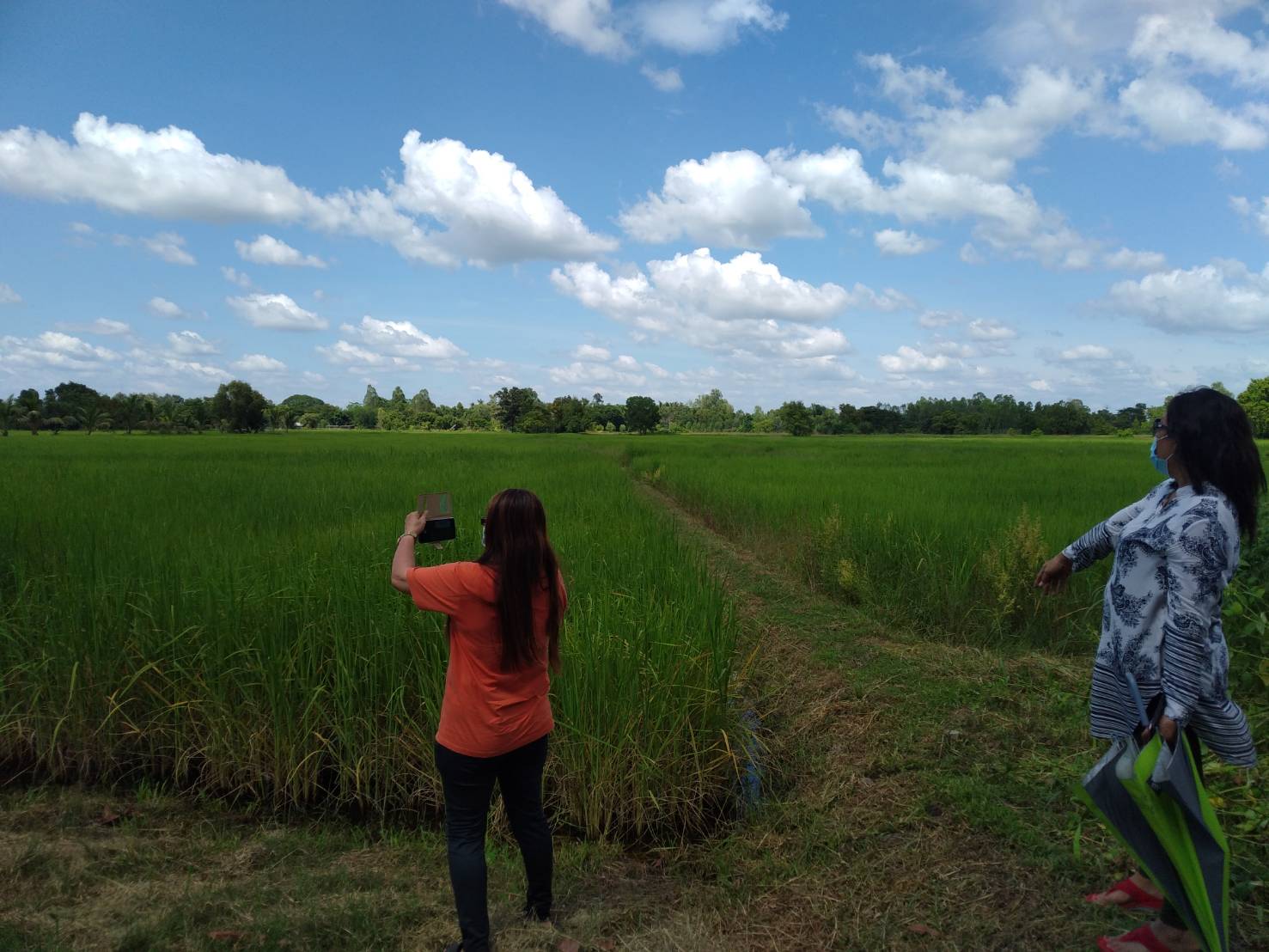 ขายที่ดิน 11-1-80 THB4,500,000 ผาสุก กุมภวาปี อุดรธานี