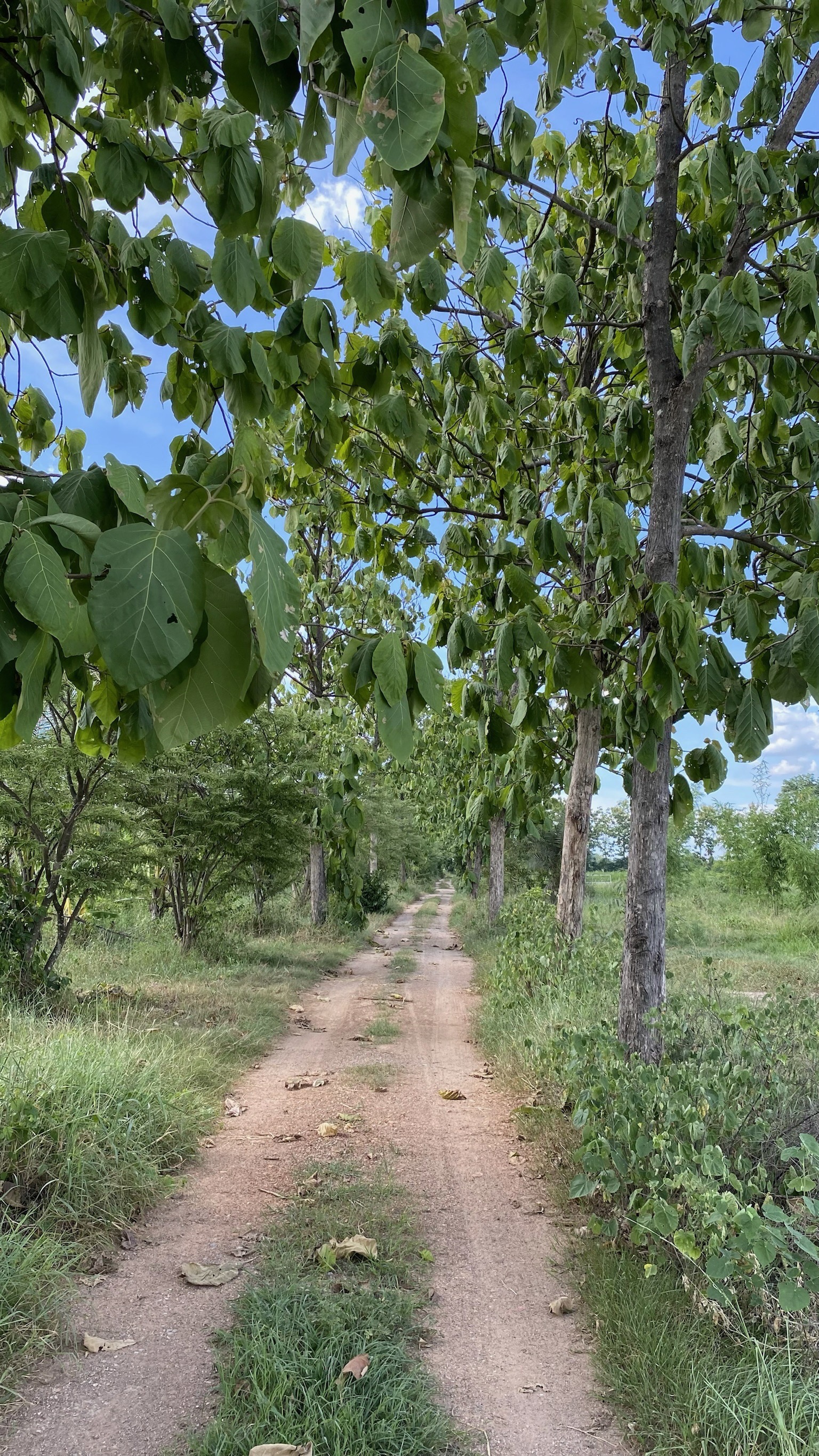 ขายด่วนที่ดิน ถมแล้วติดถนนไฟฟ้าปะปา พร้อม ตำบล เขาขลุง อำเภอบ้านโป่ง ราชบุรี 