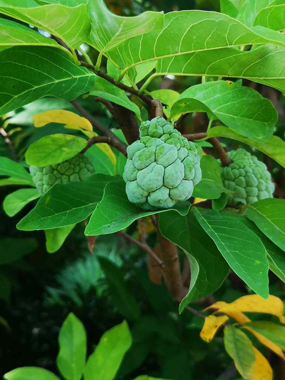 ขายด่วน ที่ดินเหมาะสำหรับสร้างบ้านในเมือง ทำเลดี ใกล้แหล่งชุมชน