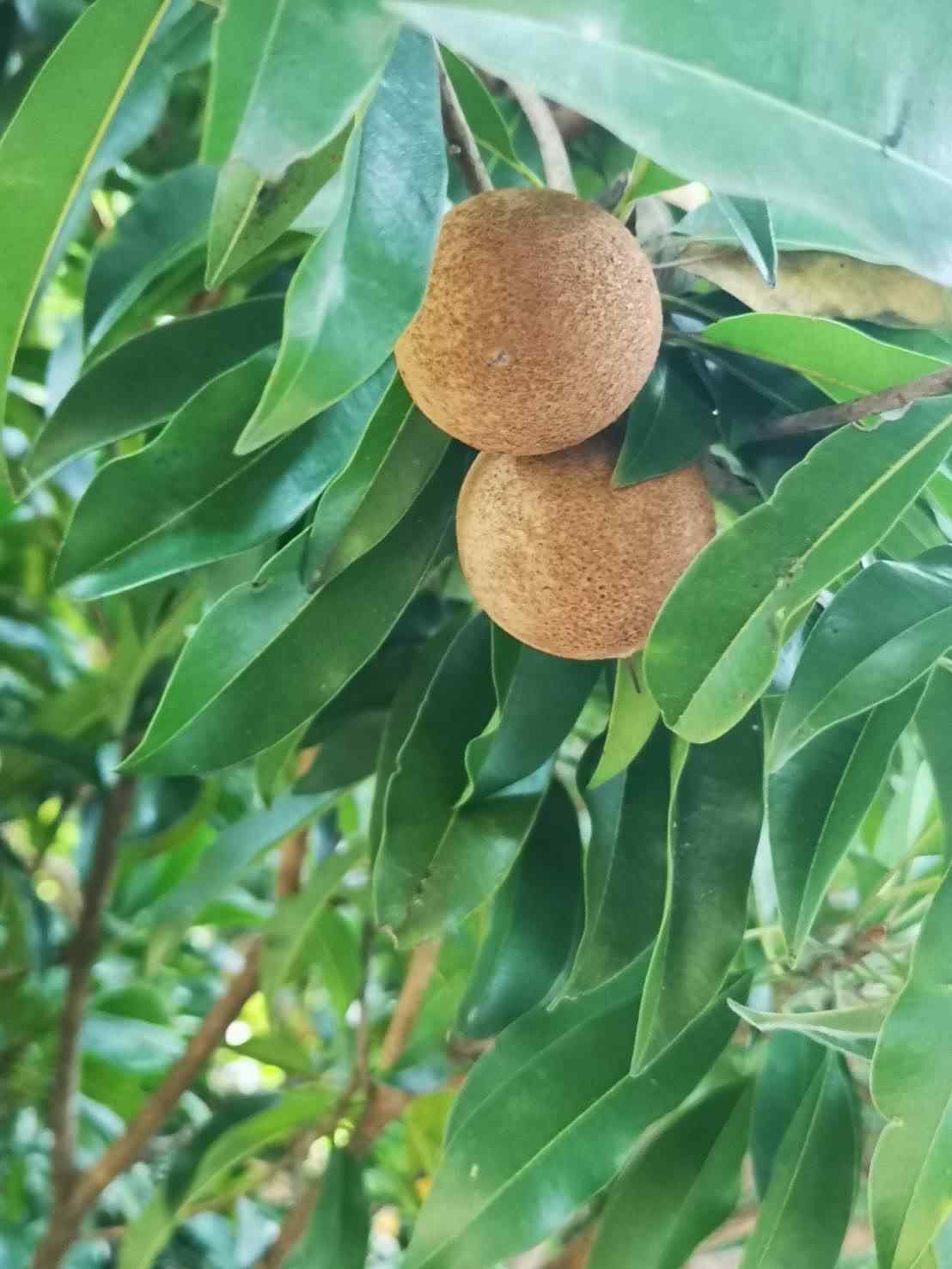 ขายด่วน ที่ดินเหมาะสำหรับสร้างบ้านในเมือง ทำเลดี ใกล้แหล่งชุมชน