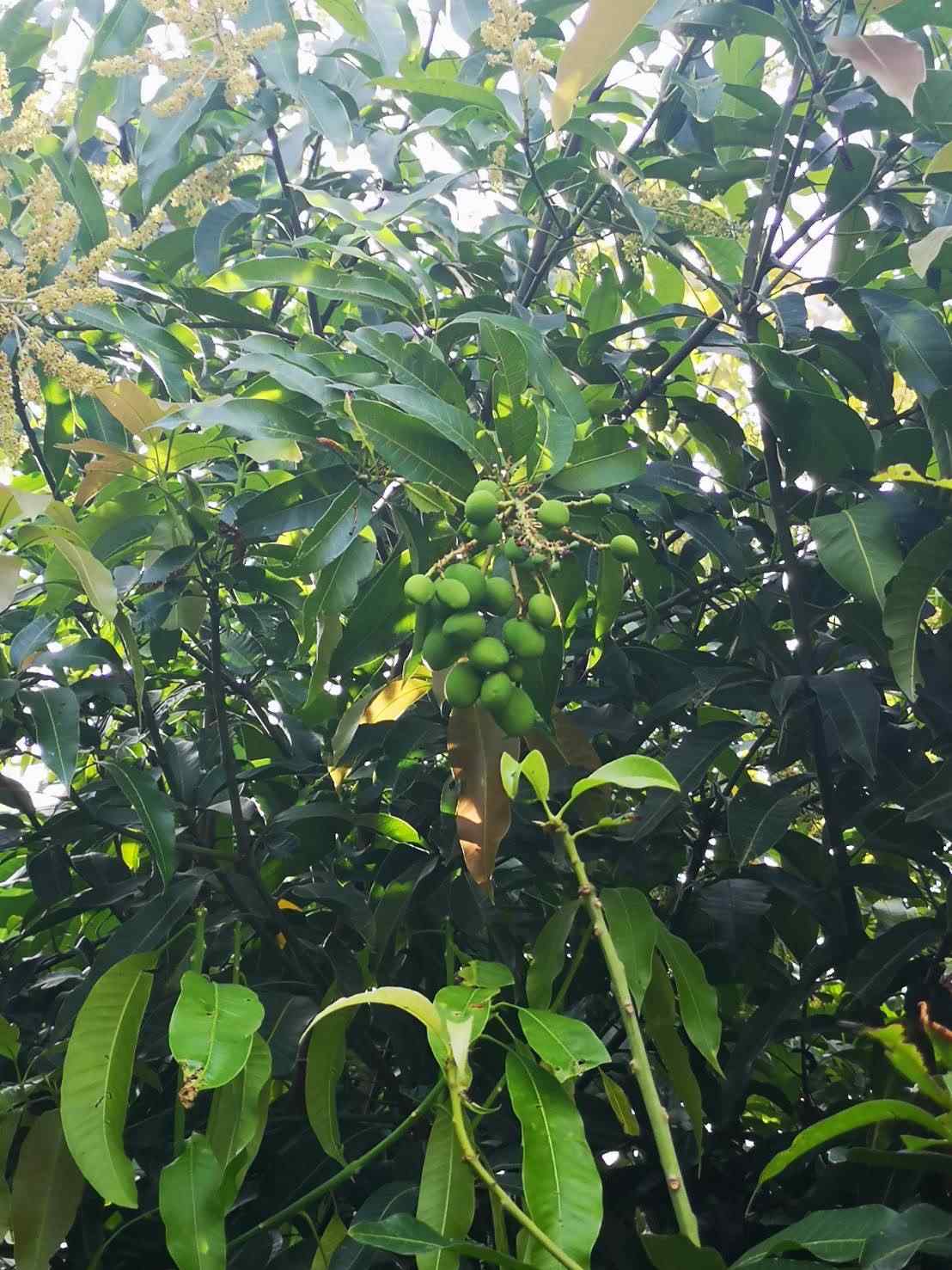 ขายด่วน ที่ดินเหมาะสำหรับสร้างบ้านในเมือง ทำเลดี ใกล้แหล่งชุมชน