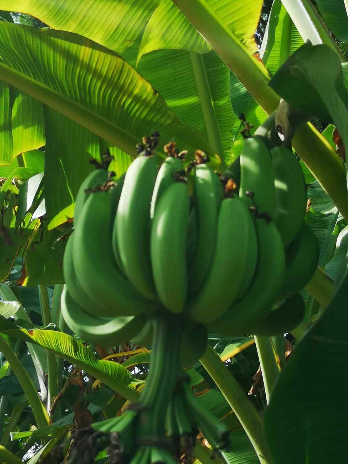 ขายด่วน ที่ดินเหมาะสำหรับสร้างบ้านในเมือง ทำเลดี ใกล้แหล่งชุมชน