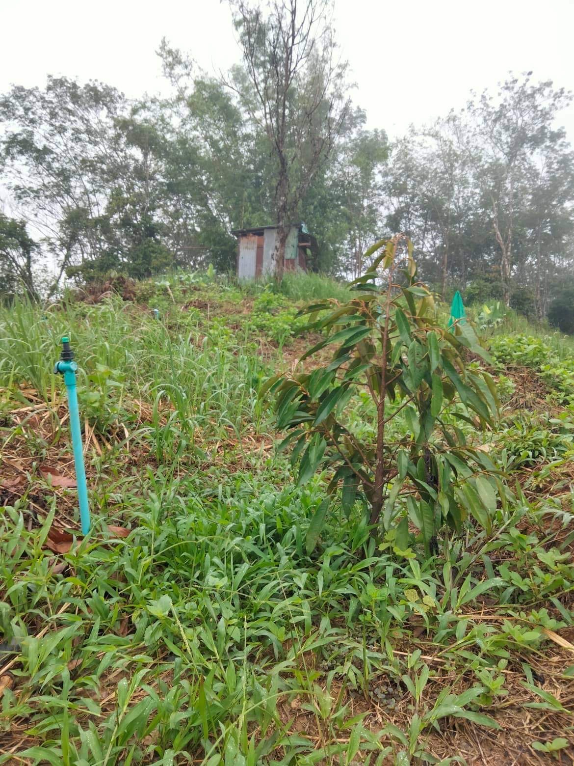 ขายที่ดินสวนทุเรียนติดถนน 9ไร่ อายุ2ปี 200กว่าต้น อ.เบตง จ.ยะลา