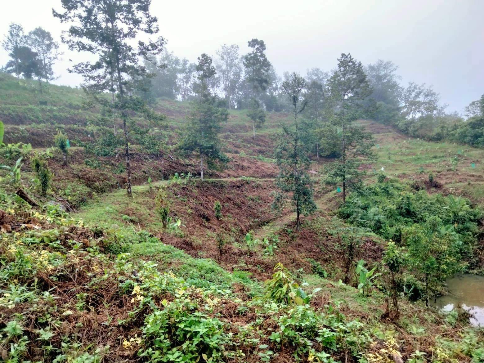 ขายที่ดินสวนทุเรียนติดถนน 9ไร่ อายุ2ปี 200กว่าต้น อ.เบตง จ.ยะลา