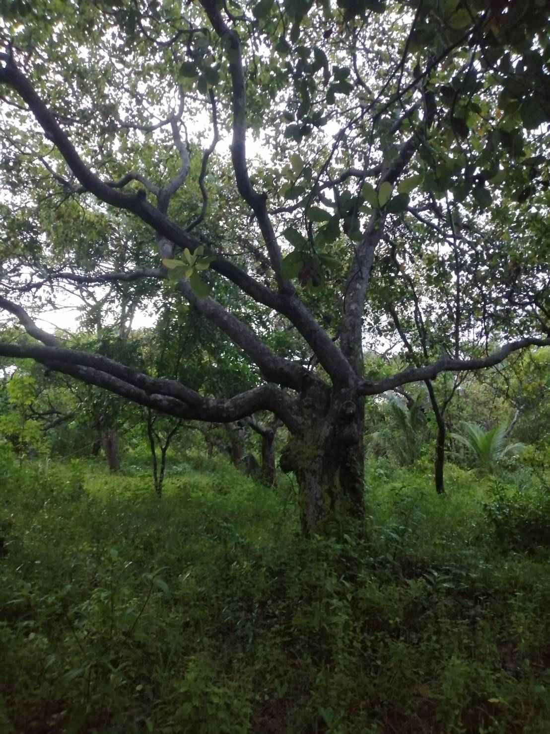 ขายที่ดินสวยใจกลางเกาะพยามติดถนนเส้นหลักอ.เมือง จ.ระนอง