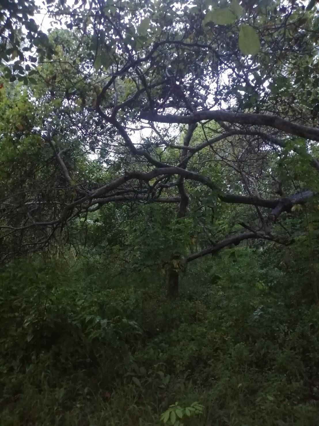 ขายที่ดินสวยใจกลางเกาะพยามติดถนนเส้นหลักอ.เมือง จ.ระนอง