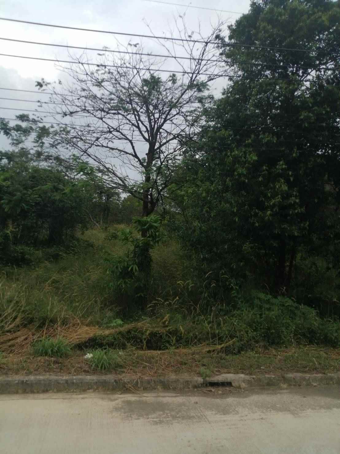 ขายที่ดินสวยใจกลางเกาะพยามติดถนนเส้นหลักอ.เมือง จ.ระนอง