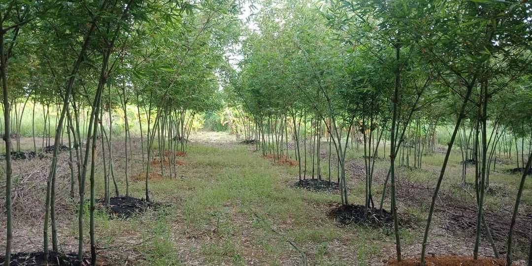 ขายที่ดินพร้อมบ้าน ที่สวยทำเลดีเหมาะสำหรับทำสวนยางเเละสวนไผ่กล้วย resort บ้านพักตากอากาศจังหวัดเลย