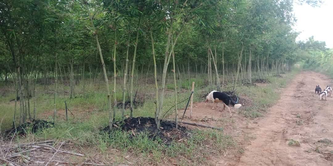 ขายที่ดินพร้อมบ้าน ที่สวยทำเลดีเหมาะสำหรับทำสวนยางเเละสวนไผ่กล้วย resort บ้านพักตากอากาศจังหวัดเลย