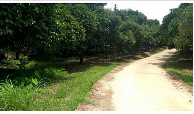 ขายที่ดินสวยสวนมังคุดบ้านบางแก้ว พรุตาโรย อำเภอละอุ่น จังหวัดระนอง