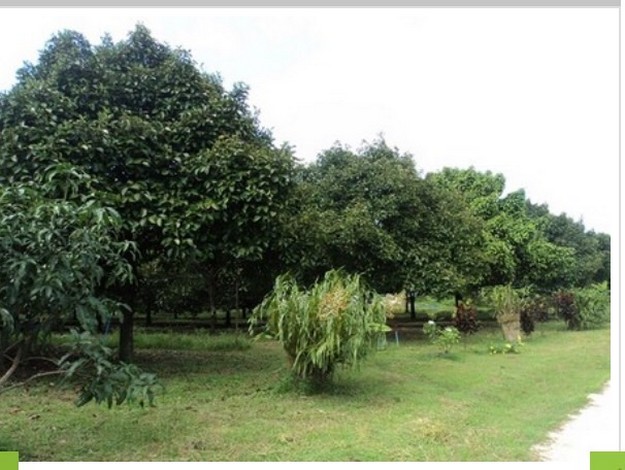 ขายที่ดินสวยสวนมังคุดบ้านบางแก้ว พรุตาโรย อำเภอละอุ่น จังหวัดระนอง