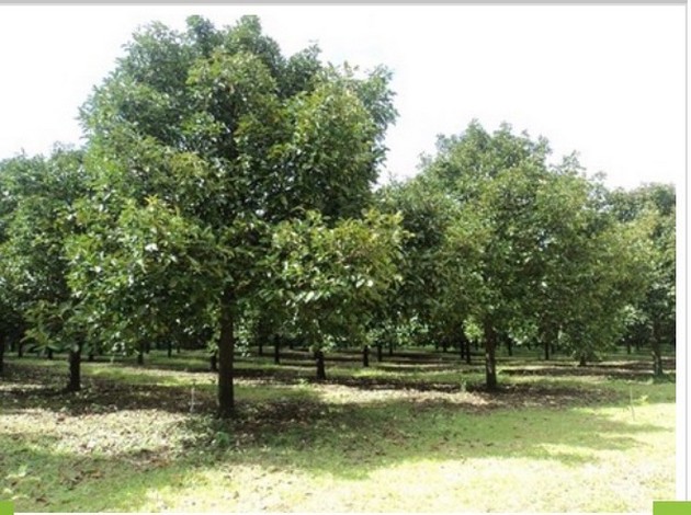 ขายที่ดินสวยสวนมังคุดบ้านบางแก้ว พรุตาโรย อำเภอละอุ่น จังหวัดระนอง