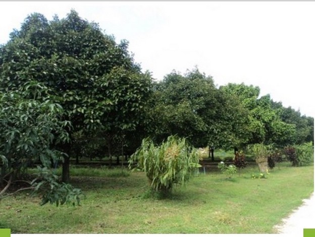 ขายที่ดินสวยสวนมังคุดบ้านบางแก้ว พรุตาโรย อำเภอละอุ่น จังหวัดระนอง