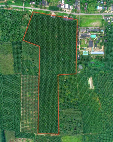 ขายที่ดินสวยสวนปาล์ม ทำเลดี เจ้าของขายเอง อ.กะเปอร์ จ.ระนอง