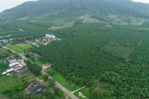 ขายที่ดินสวยสวนปาล์ม ทำเลดี เจ้าของขายเอง อ.กะเปอร์ จ.ระนอง